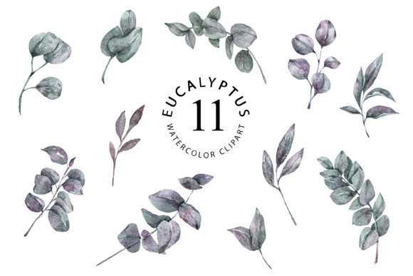 11 Watercolor Eucalyptus Leaves Clipart and Illustrations