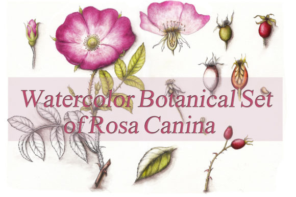 Botanical Watercolor Drawing of Rose Hip and Illustrations