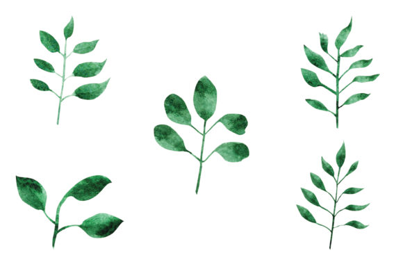 Green Watercolor Branch and Leaf Illustrations