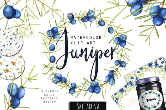 Juniper Watercolor Clipart Review