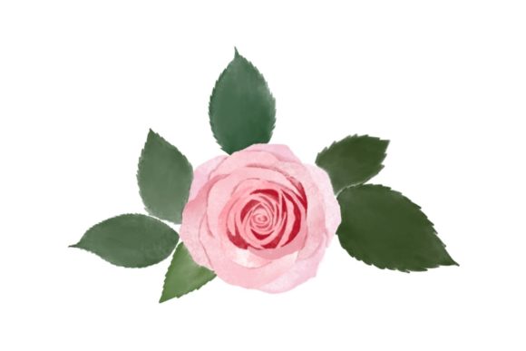 Pink Watercolor Rose Clipart 1 & Illustrations