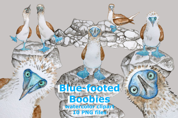 Watercolor Blue-footed Boobies Clipart and Illustrations