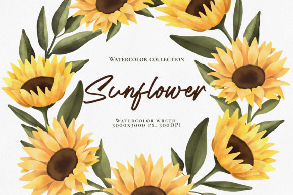 Watercolor Sunflower Wreath. PNG and Illustrations